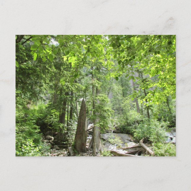 Cartão Postal Cena da Floresta Verde Mágica. (Frente)