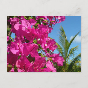 Cartão Postal Cena da Natureza Tropical de Bougainvillea e Palm 