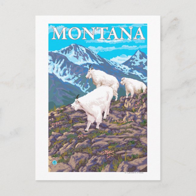 Cartão Postal Cena de Caprinos de Montanha - Montana (Frente)