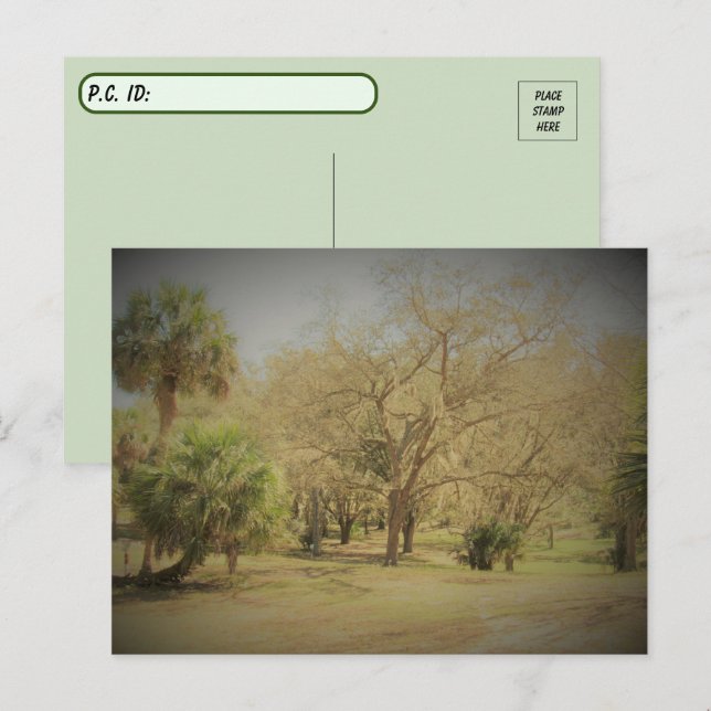 Cartão Postal Cena de Floresta de Quaint na Flórida (Frente/Verso)