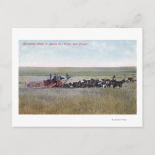 Cartão Postal Cena de Trigo de Colheita