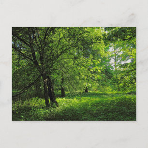 Cartão Postal Cena de Woodland. Blackweir Woods, Cardiff