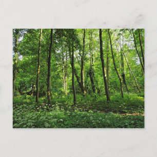 Cartão Postal Cena de Woodland. Blackweir Woods, Cardiff