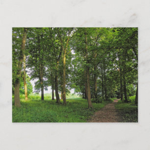 Cartão Postal Cena de Woodland. Blackweir Woods, Cardiff