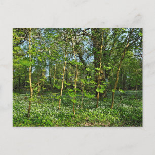 Cartão Postal Cena de Woodland. Blackweir Woods, Cardiff