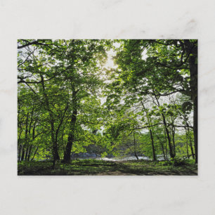 Cartão Postal Cena de Woodland. Blackweir Woods, Cardiff