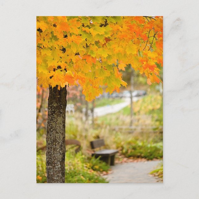 Cartão Postal Cena do outono (Frente)