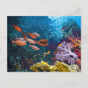 Cartão Postal Cenário de Recife de Coral Olho Grande