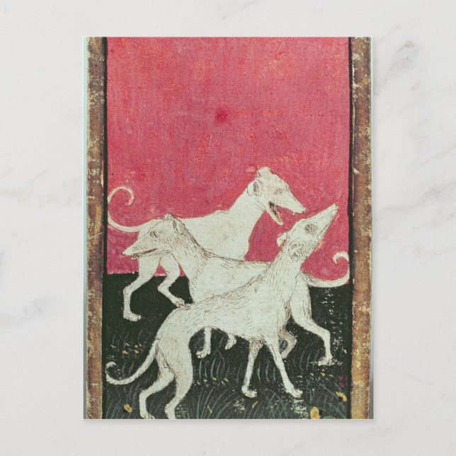 Cartão Postal Cenas de gaviões cortês (Frente)