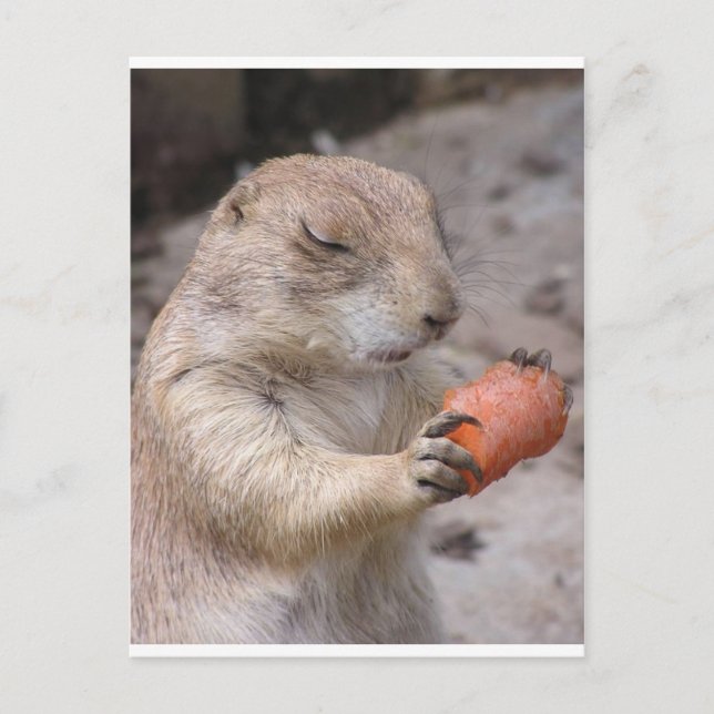 Cartão Postal Cenoura (Frente)