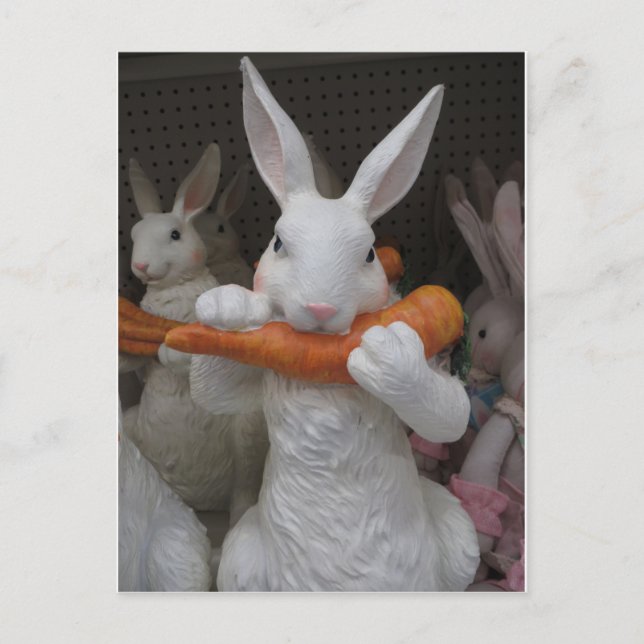 Cartão Postal Cenoura De Comida De Coelho (Frente)