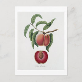 Cartão Postal Cenoura Pêssego (Persica carota) de Pomona Italian