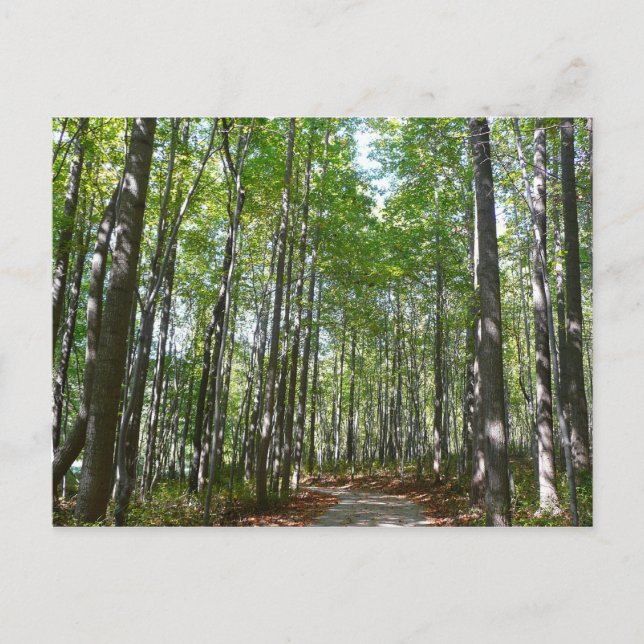 Cartão Postal Centennial Wooded Path II Ellicott City Maryland (Frente)
