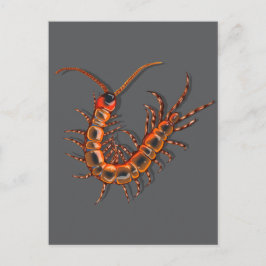 Cartão Postal Centipede 