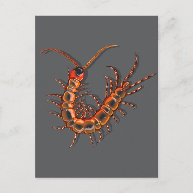 Cartão Postal Centipede  (Frente)