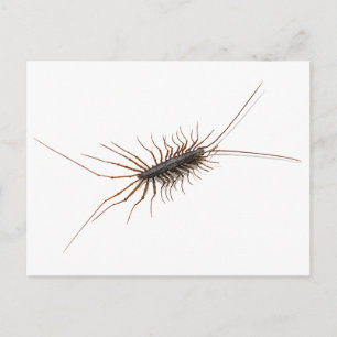 CARTÃO POSTAL CENTIPEDE DA CASA.