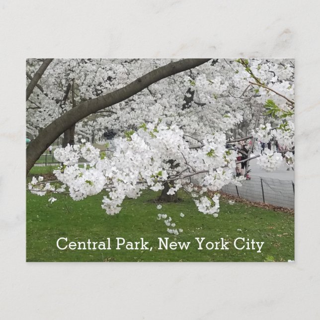 Cartão Postal Central Park New York Blossoming Tree em Primavera (Frente)