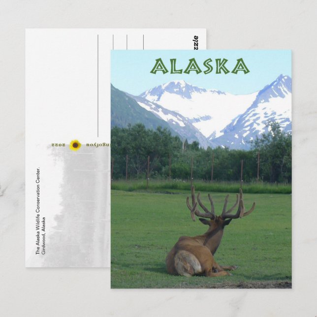 Cartão Postal Centro de Conservação da Vida Selvagem do Alasca - (Frente/Verso)