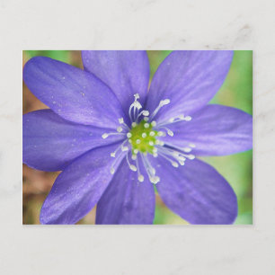 Cartão Postal Centro de uma flor azul com selos brancos
