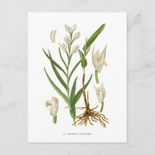Cartão Postal Cephalanthera ensifolia