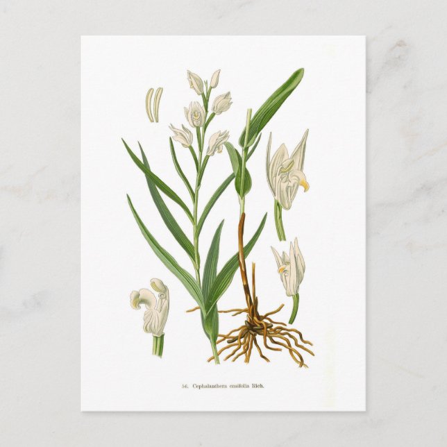 Cartão Postal Cephalanthera ensifolia (Frente)