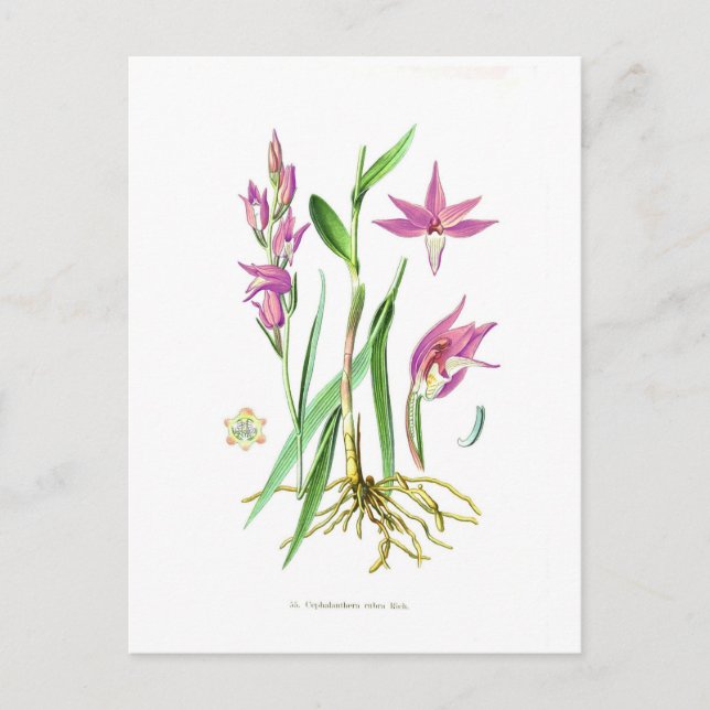 Cartão Postal Cephalanthera rubra (Frente)
