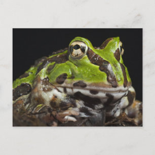 Cartão Postal Ceratophrys stolzmanni, Sapo do Pacífico)