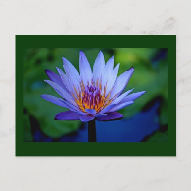 CARTÃO POSTAL CÉRECE FLORAL (Frente)