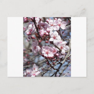 Cartão Postal cereja floresce