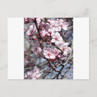 Cartão Postal cereja floresce