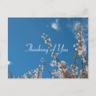 Cartão Postal cereja floresce no céu azul pensando em você