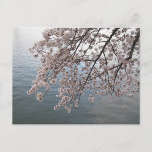Cartão Postal cereja floresce sobre a bacia das marés
