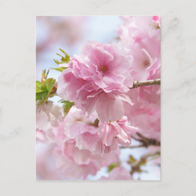 Cartão Postal Cereja japonesa floresce (Frente)