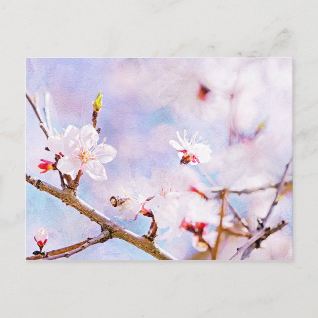 Cartão Postal Cereja Japonesa - Sakura em Bloom (Frente)