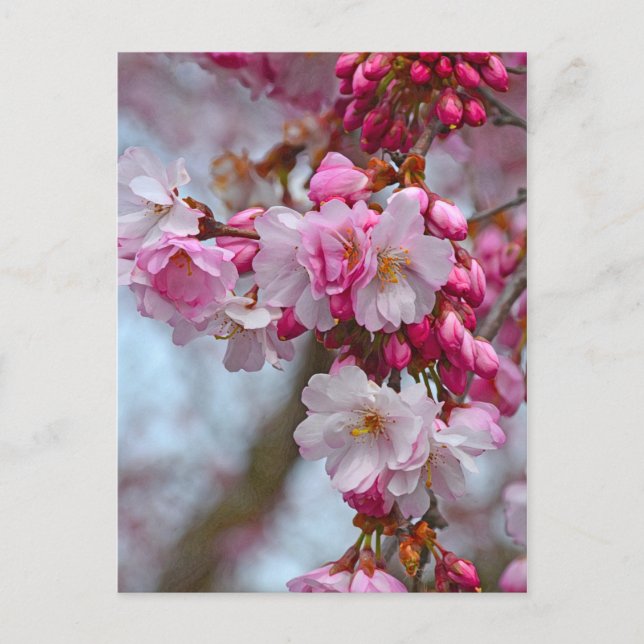 Cartão Postal Cereja rosa floresce (Frente)