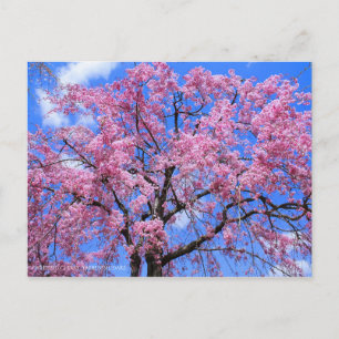Cartão Postal Cereja-Vestígio (Yaebenishidare) [Cartão-postal]