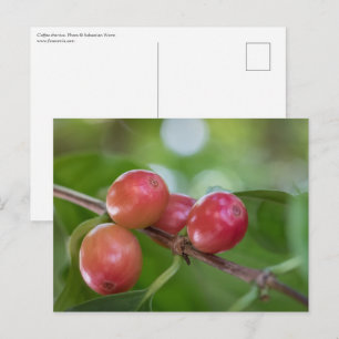 Cartão Postal Cerejas De Café