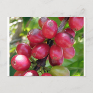 Cartão Postal Cerejas De Café