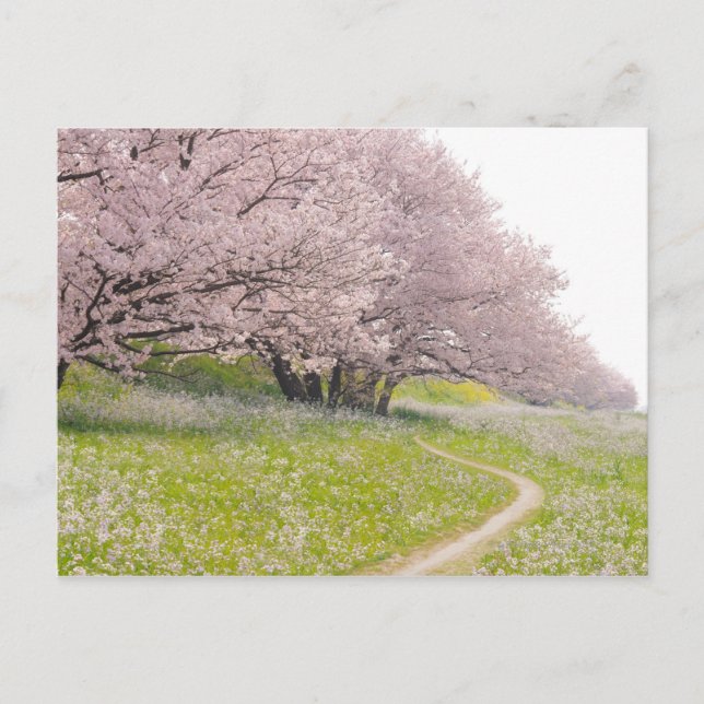 Cartão Postal Cerejeiras Yoshino florescentes num campo (Frente)