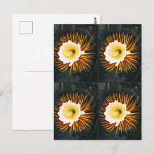 Cartão Postal Cereus Noturno Antigo a Florir Arte Gótica