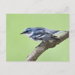 Cartão Postal Cerulean Warbler