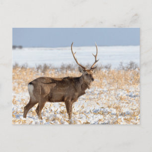 Cartão Postal Cervo Sika em um Campo Nevado   Japão