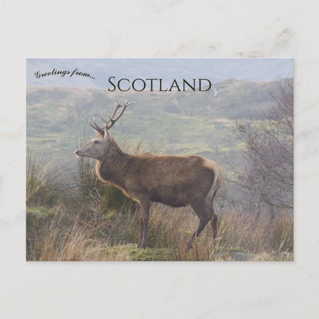 Cartão Postal Cervo-vermelho em Islay Escócia (Frente)