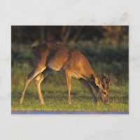 cervos Branco-atados, virginianus do Odocoileus, 4