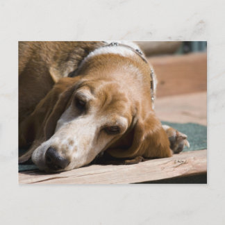 Cartão Postal cesto de basset cansado