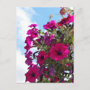 Cartão Postal cesto de flores da petúnia rosa no céu azul