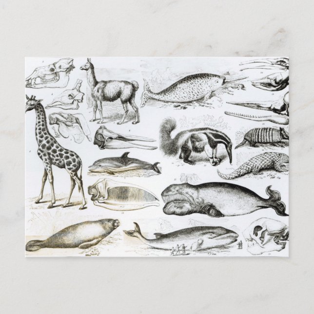 Cartão Postal Cetacea Edentata (Frente)