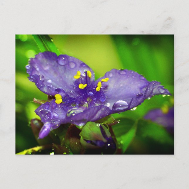 Cartão Postal Céu azul (Frente)