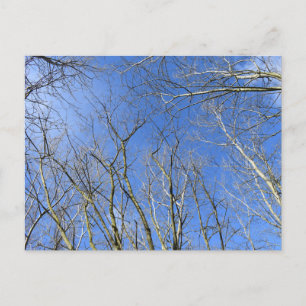 Cartão Postal Céu Azul, Árvores no inverno