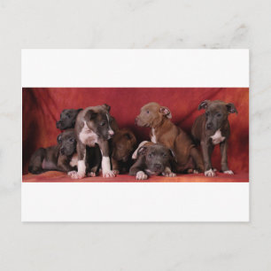 Cartão Postal Céu de cachorrinho Pitbull